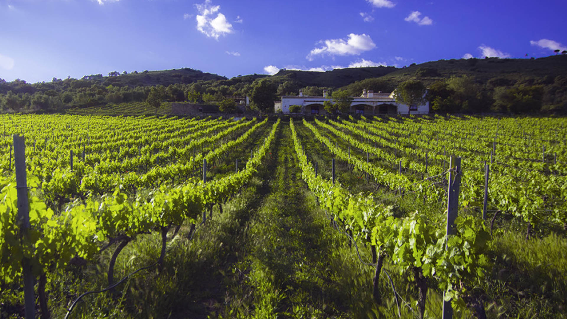 Bodegas Bodegas
